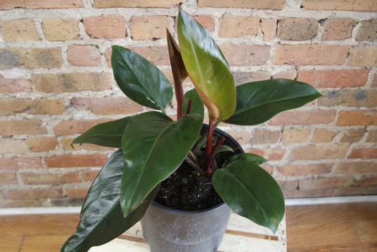 Philodendron Congo