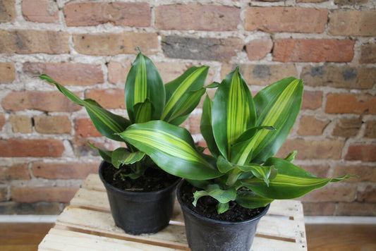 Dracaena Fragrans Marley
