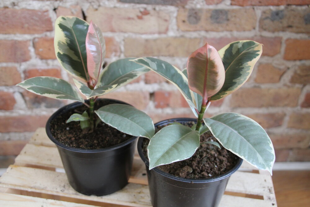 Ficus Tineke