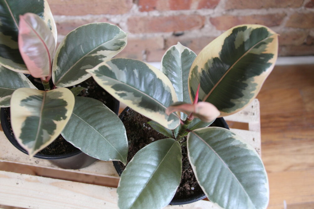 Ficus Tineke