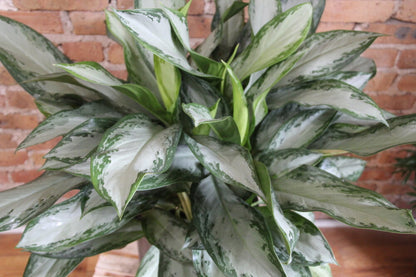 aglaonema emerald star Aglaonema Emerald Bay – Chicago Plants