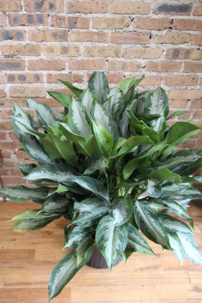 Aglaonema Diamond Bay