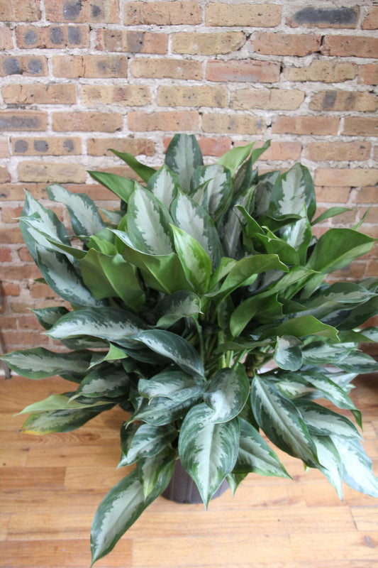 Aglaonema Diamond Bay