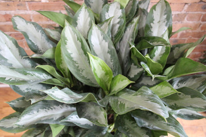 Aglaonema Diamond Bay