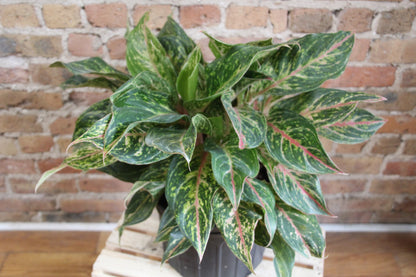 Aglaonema Sparkling Sarah