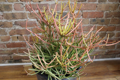 Euphorbia Tirucalli 'Pencil Cactus'