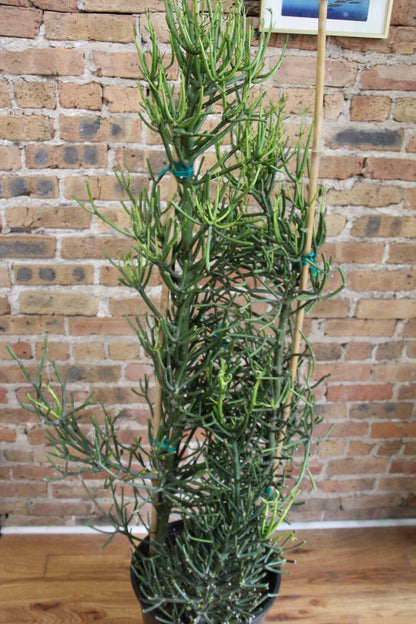 Euphorbia Tirucalli 'Pencil Cactus'
