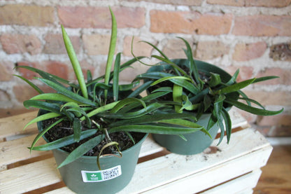 Hoya Wayetti