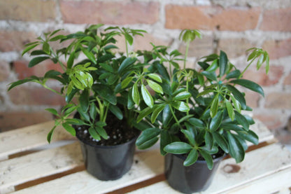 c28-4890 schefflera arboricola Schefflera Arboricola – Chicago Plants