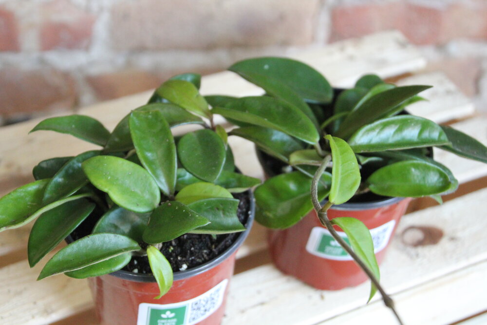 Hoya Carnosa