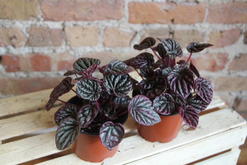 Peperomia Ripple