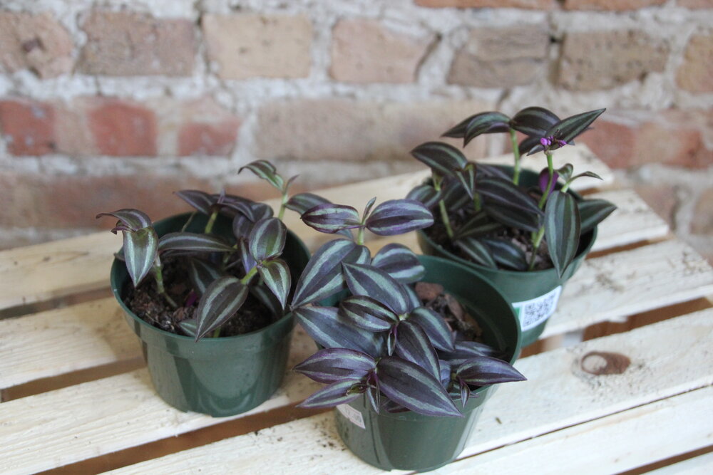 Tradescantia Zebrina
