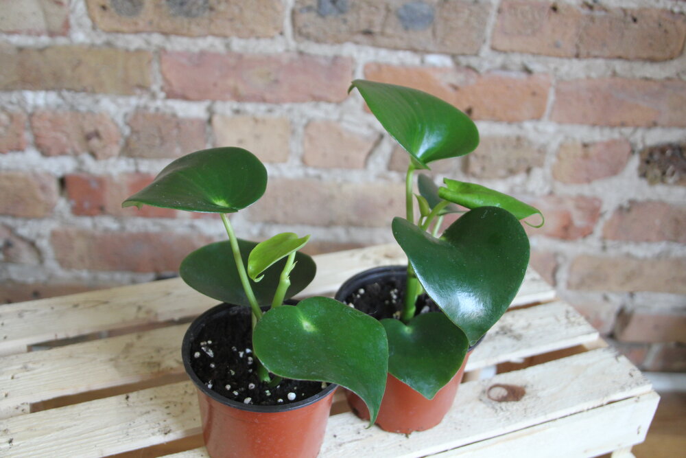 Peperomia Raindrop