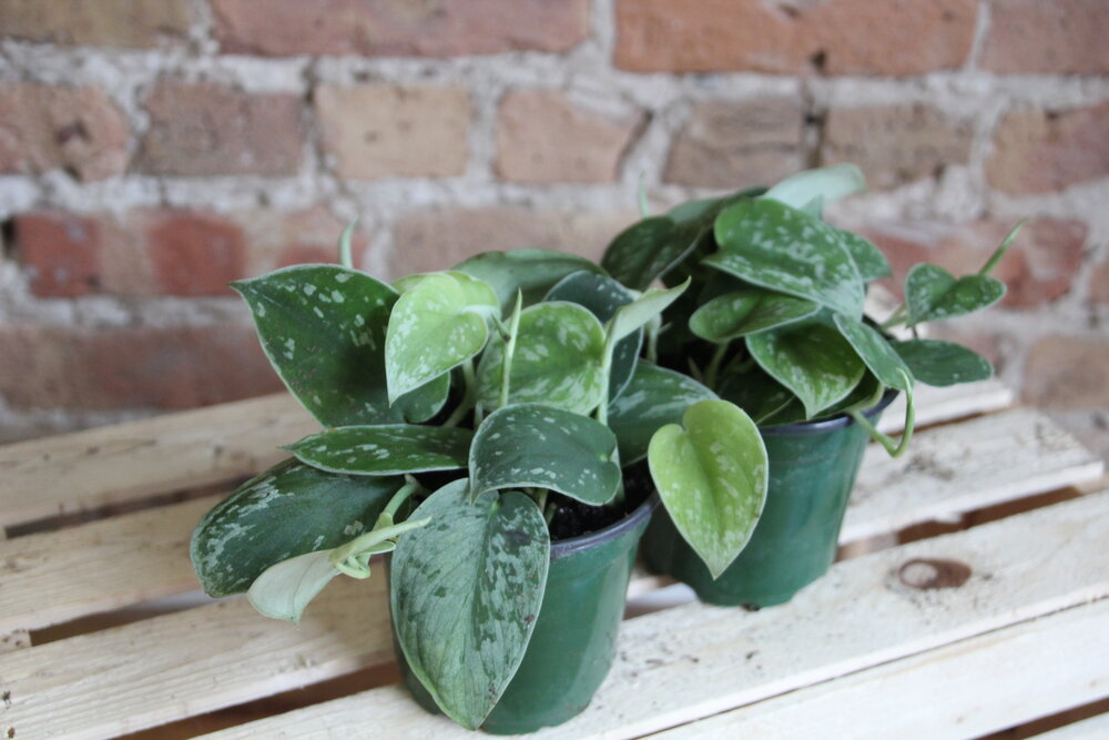 silver satin pothos price Pothos Silver Satin – Chicago Plants