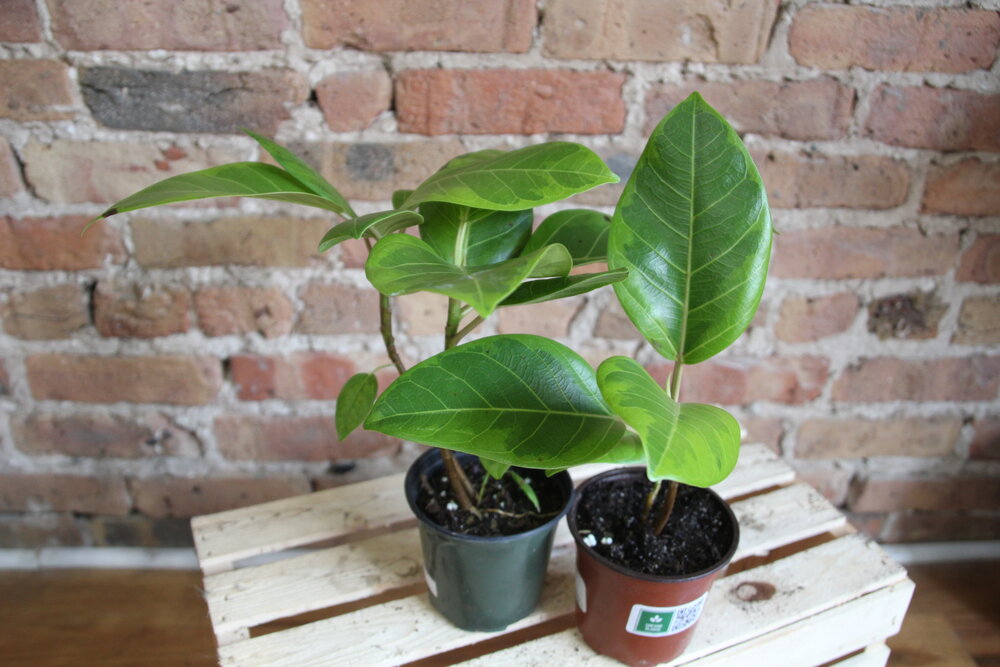Ficus Altissima
