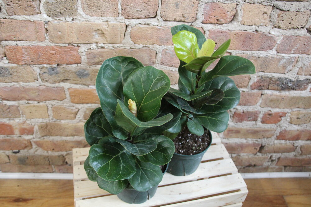 Ficus Lyrata 'Fiddle Leaf Fig'