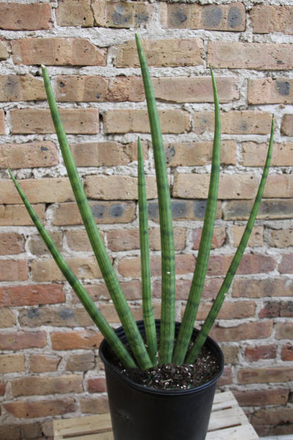 Sansevieria Cylindrica