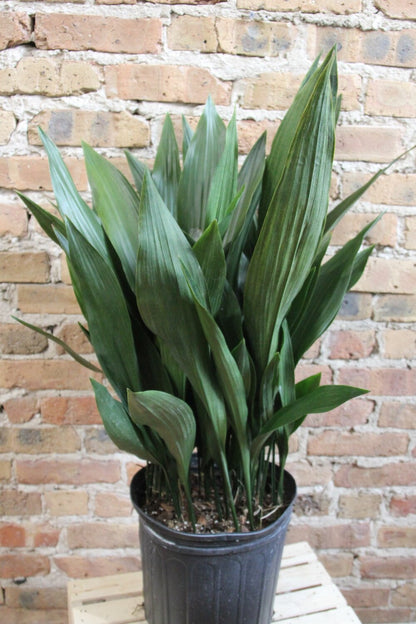 Aspidistra 'Cast Iron Plant'