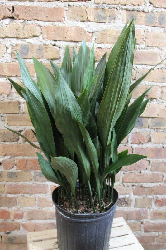 Aspidistra 'Cast Iron Plant'