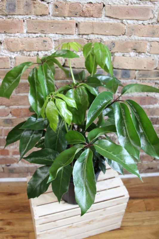 Schefflera Amate