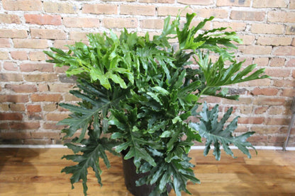 philodendron hope price Philodendron Hope Selloum – Chicago Plants