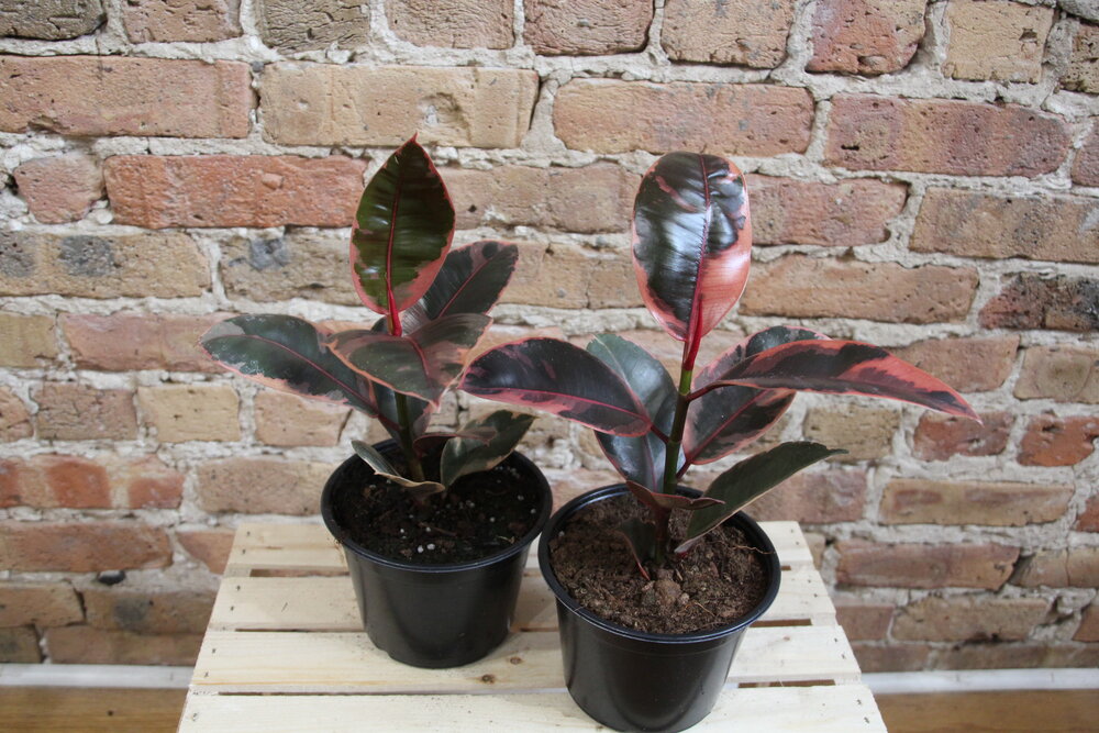 Ficus Elastica Ruby