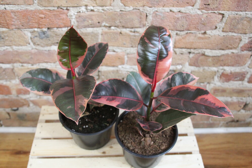 Ficus Elastica Ruby