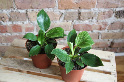 Philodendron Birkin