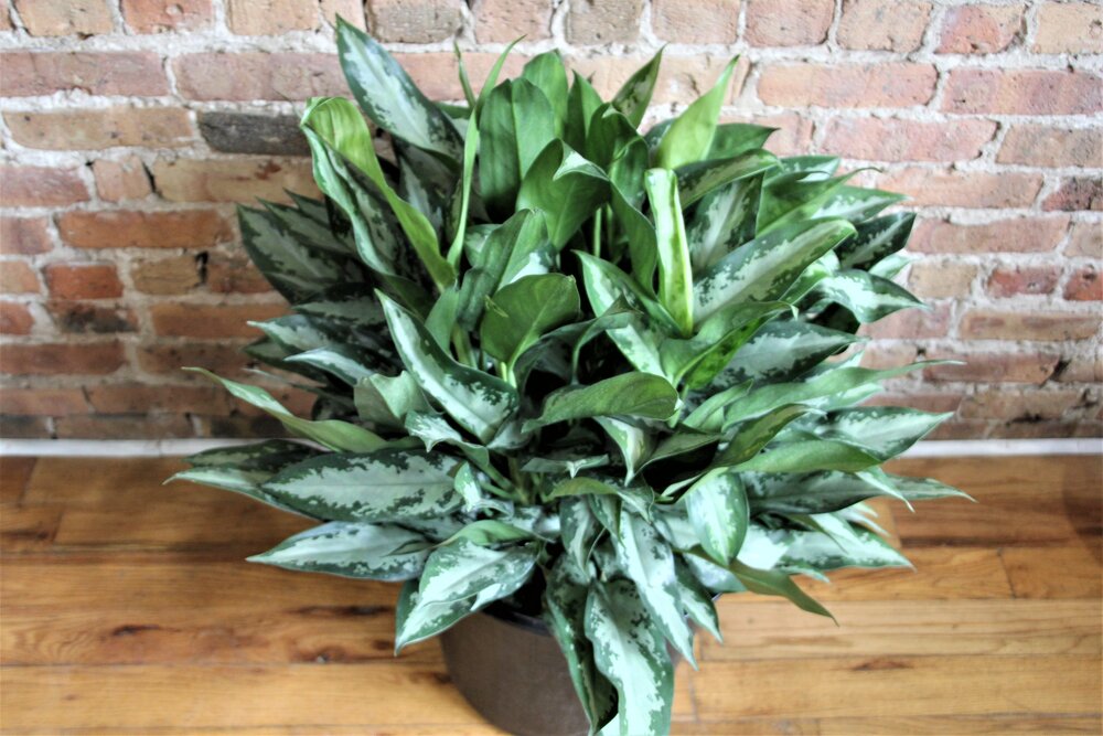 aglaonema cinta Aglaonema Jubilee Petite – Chicago Plants