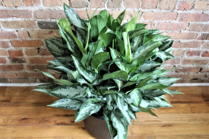 Aglaonema Jubilee Petite