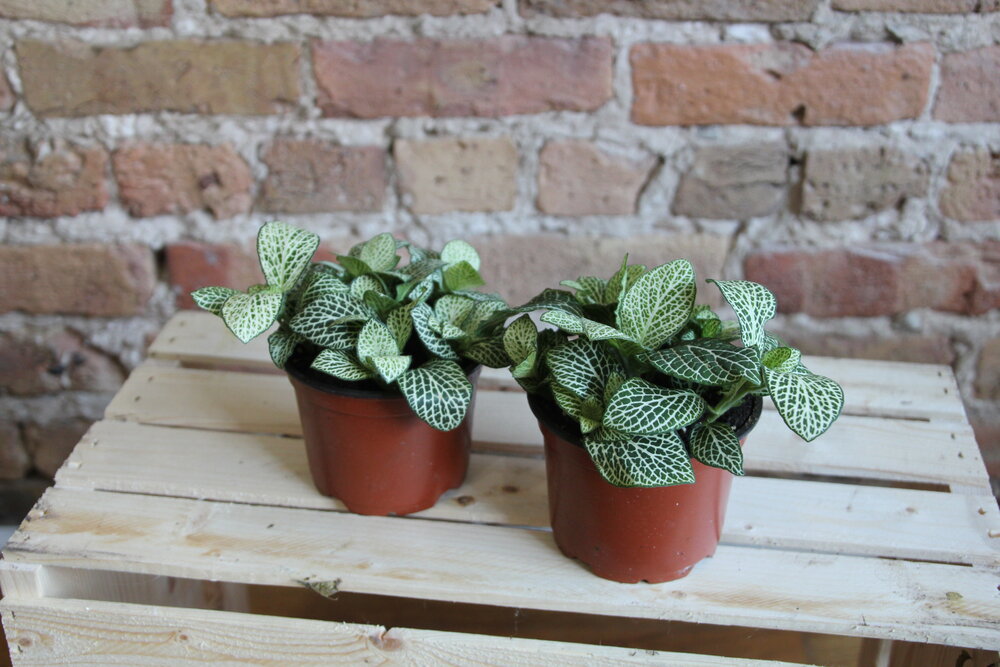 Fittonia Albivenis 'Nerve Plant'