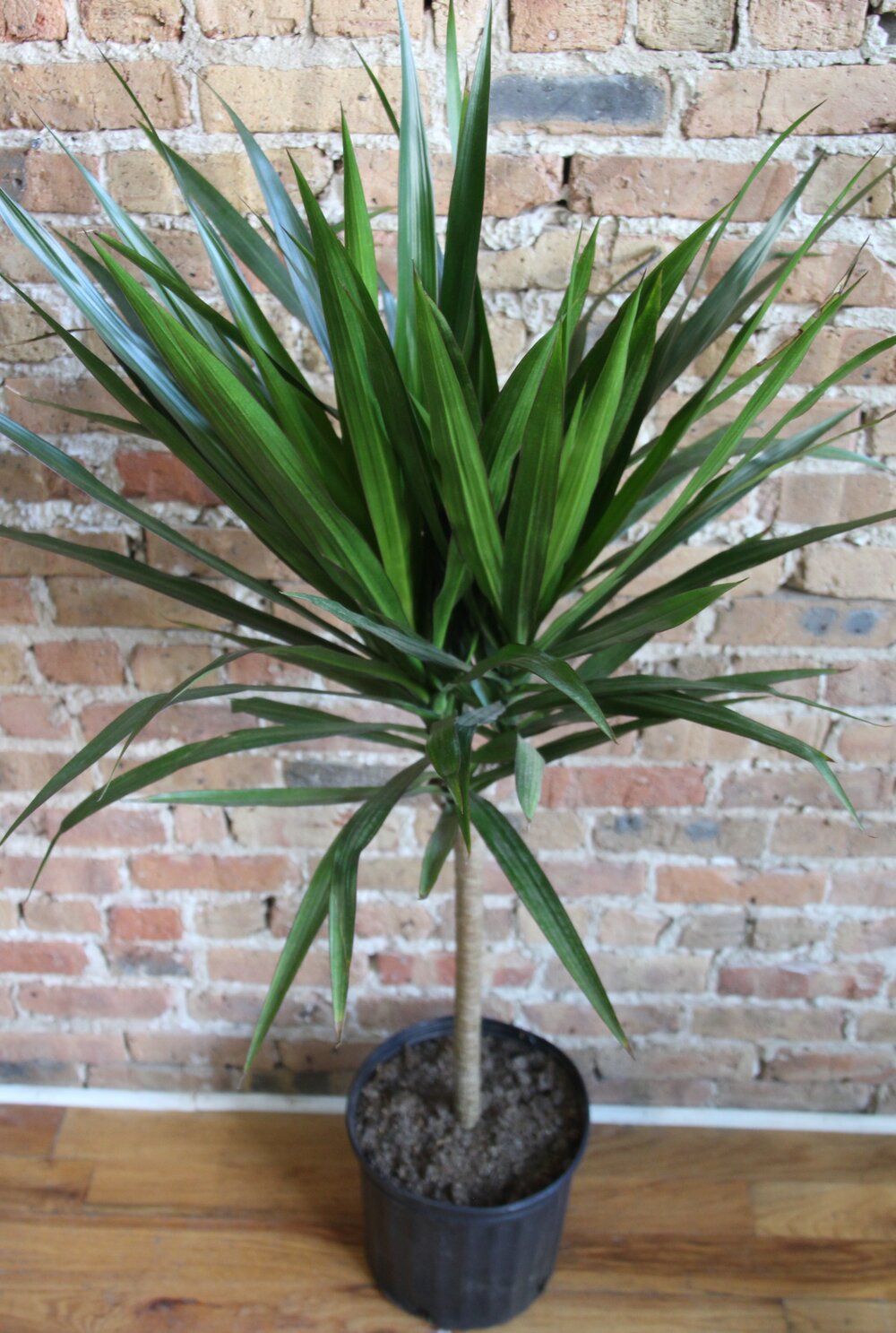 Dracaena Tarzan Tree