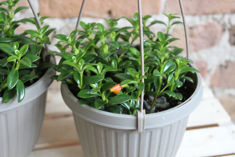 Goldfish Plant - Nematanthus Gregarious