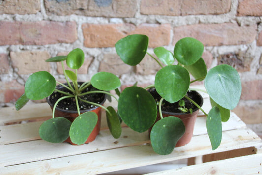 Pilea Peperomioides 'Money Plant'
