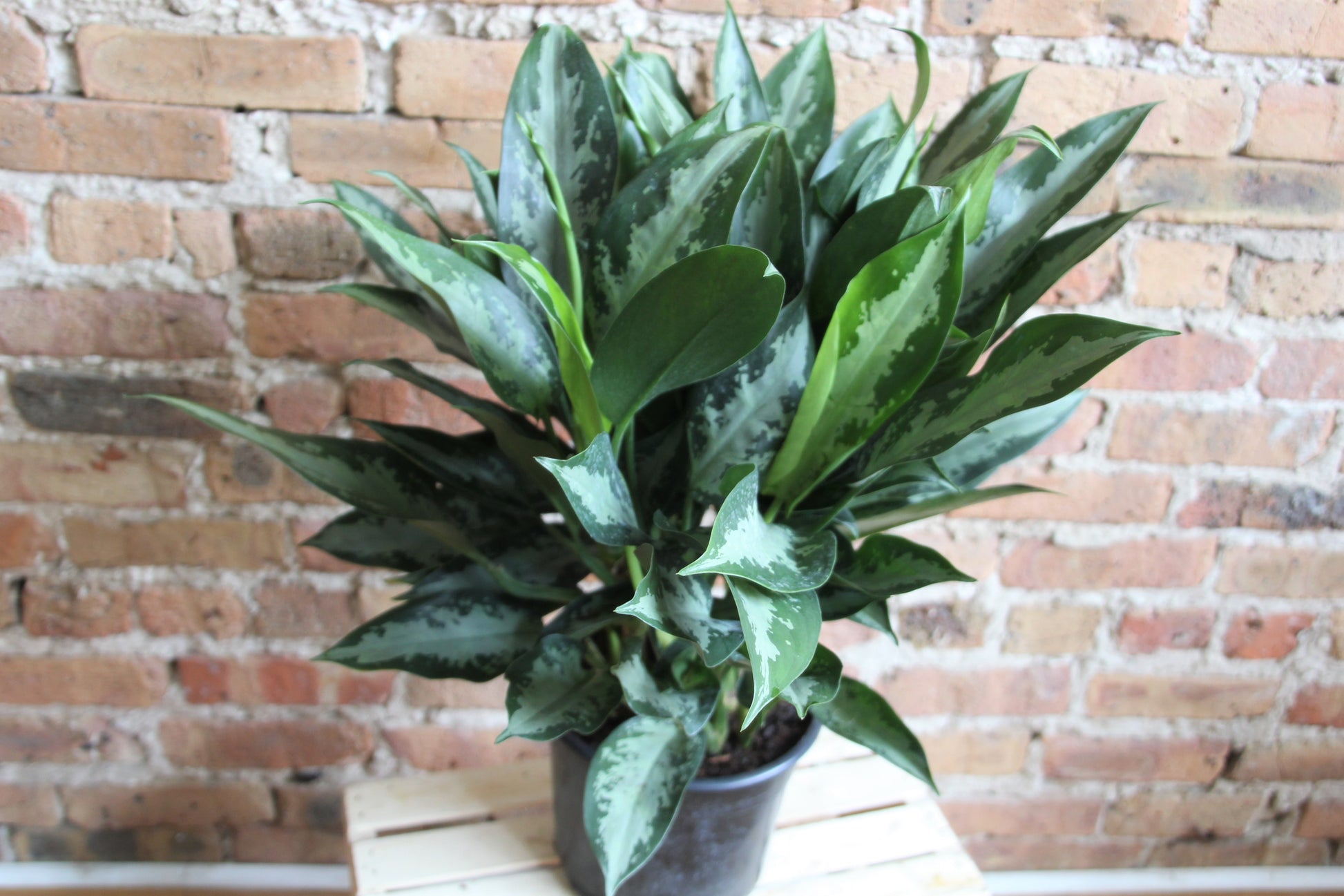 aglaonema minima Aglaonema Jubilee Petite – Chicago Plants