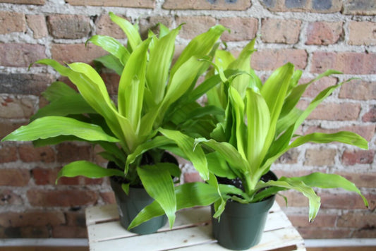 Dracaena Limelight