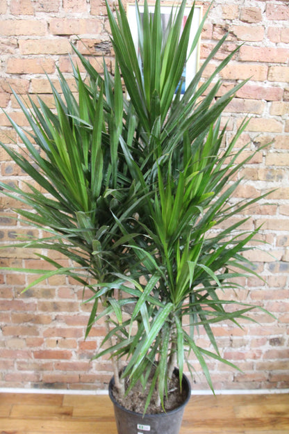 Dracaena Tarzan Tree