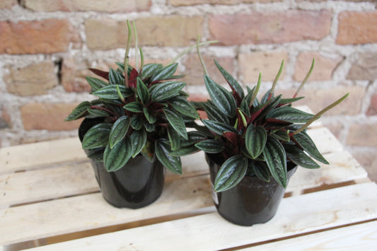Peperomia Rosso