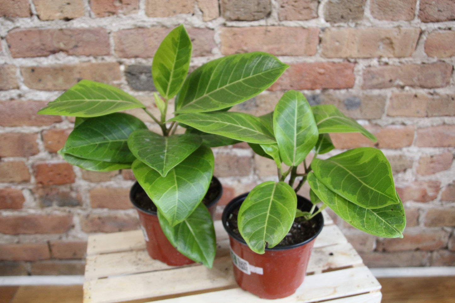 Ficus Altissima