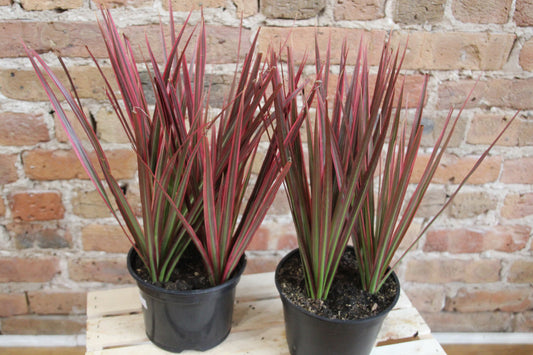 Dracaena Marginata Colorama