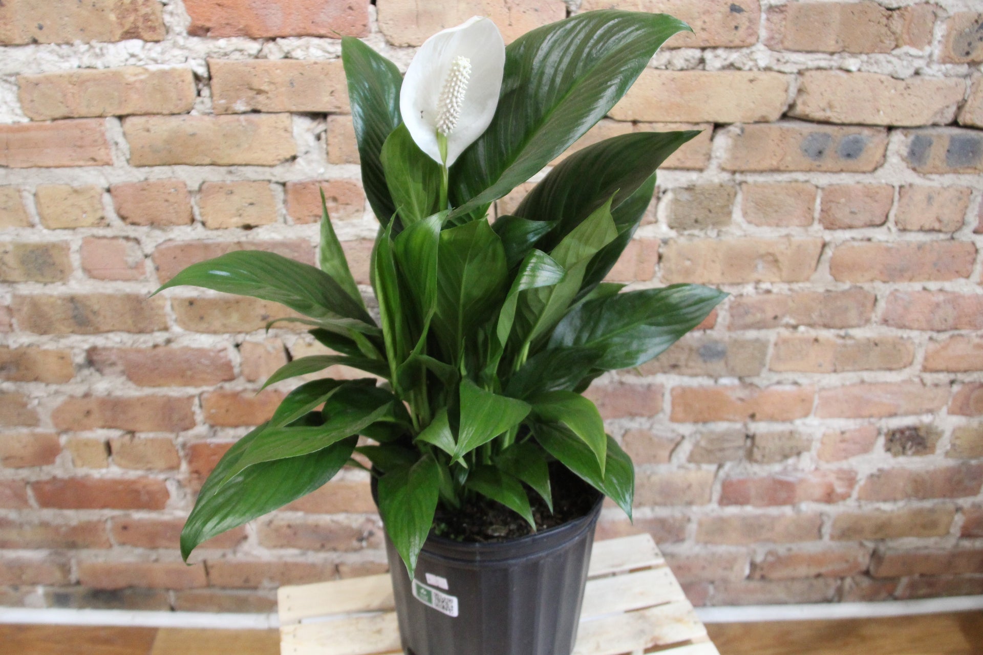 zen peace lily Spathiphyllum 'Peace Lily'