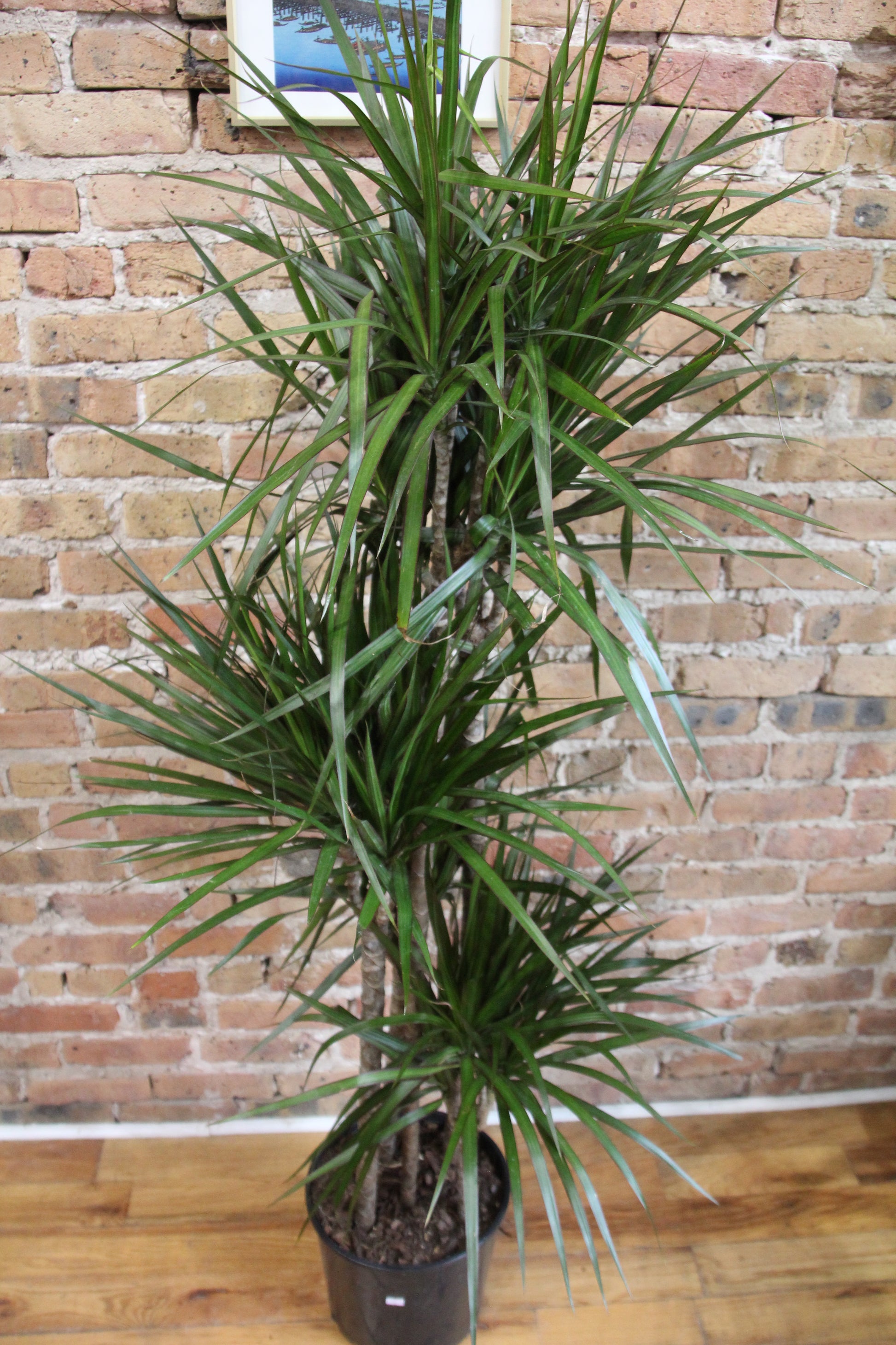 dracaena marginata open weave charcoal Dracaena Marginata – Chicago Plants