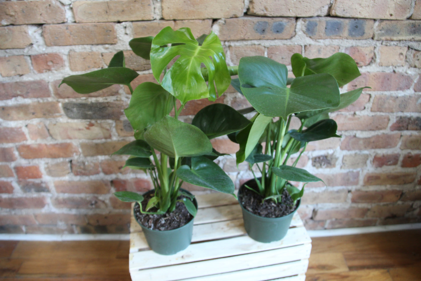 Philodendron Monstera Deliciosa