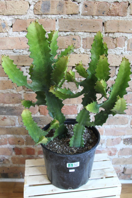 Euphorbia Ingens Cactus