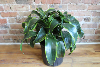 dracaena fragrans dorado Dracaena Dorado – Chicago Plants