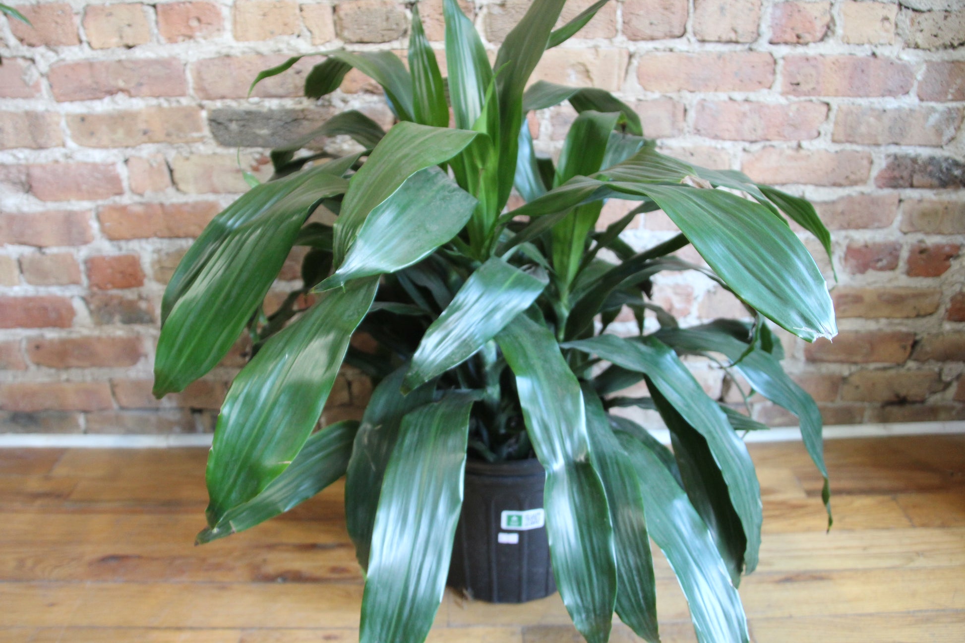 gal dracaena Dracaena Elegans – Chicago Plants