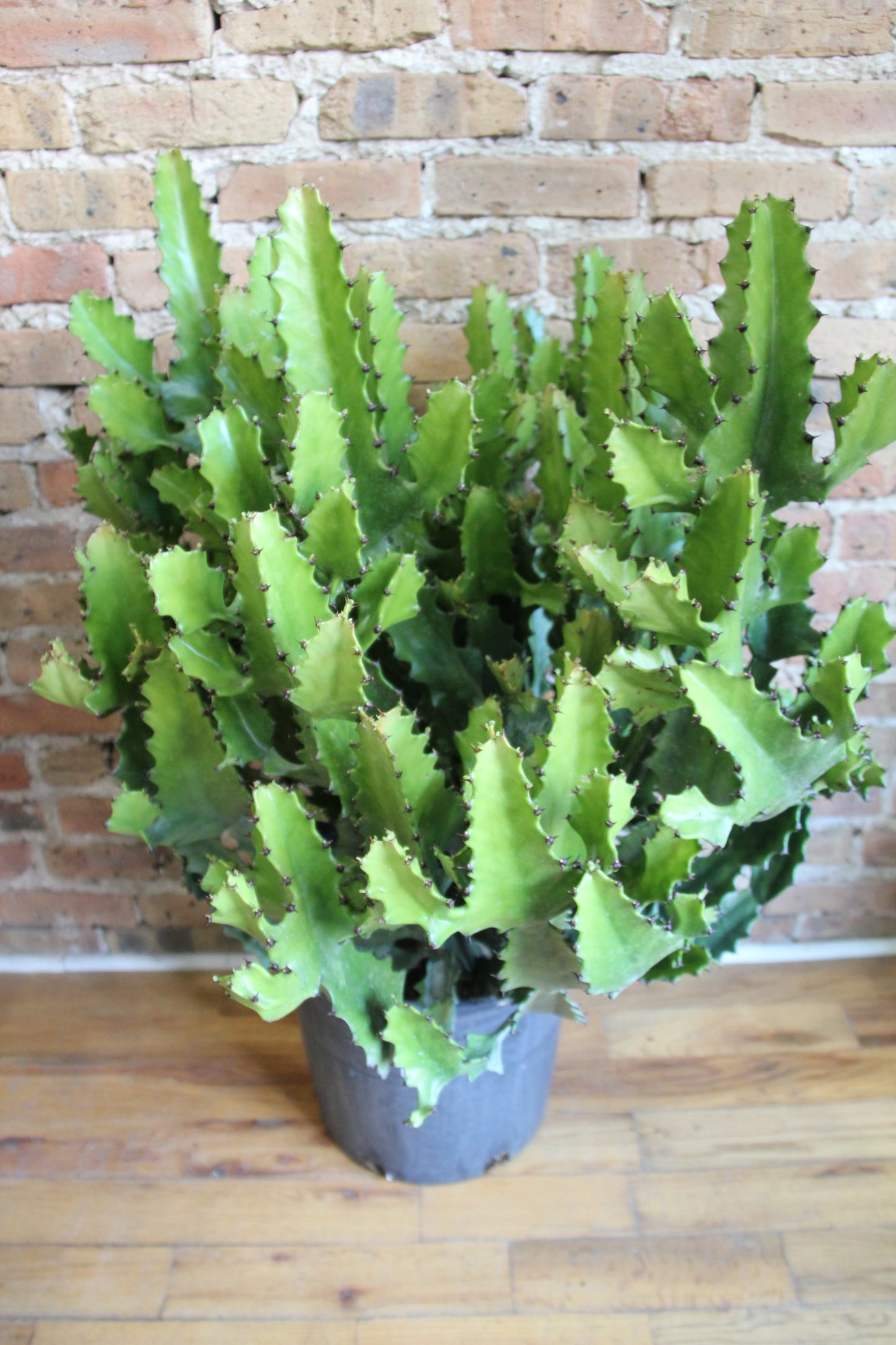 Euphorbia Ingens Cactus