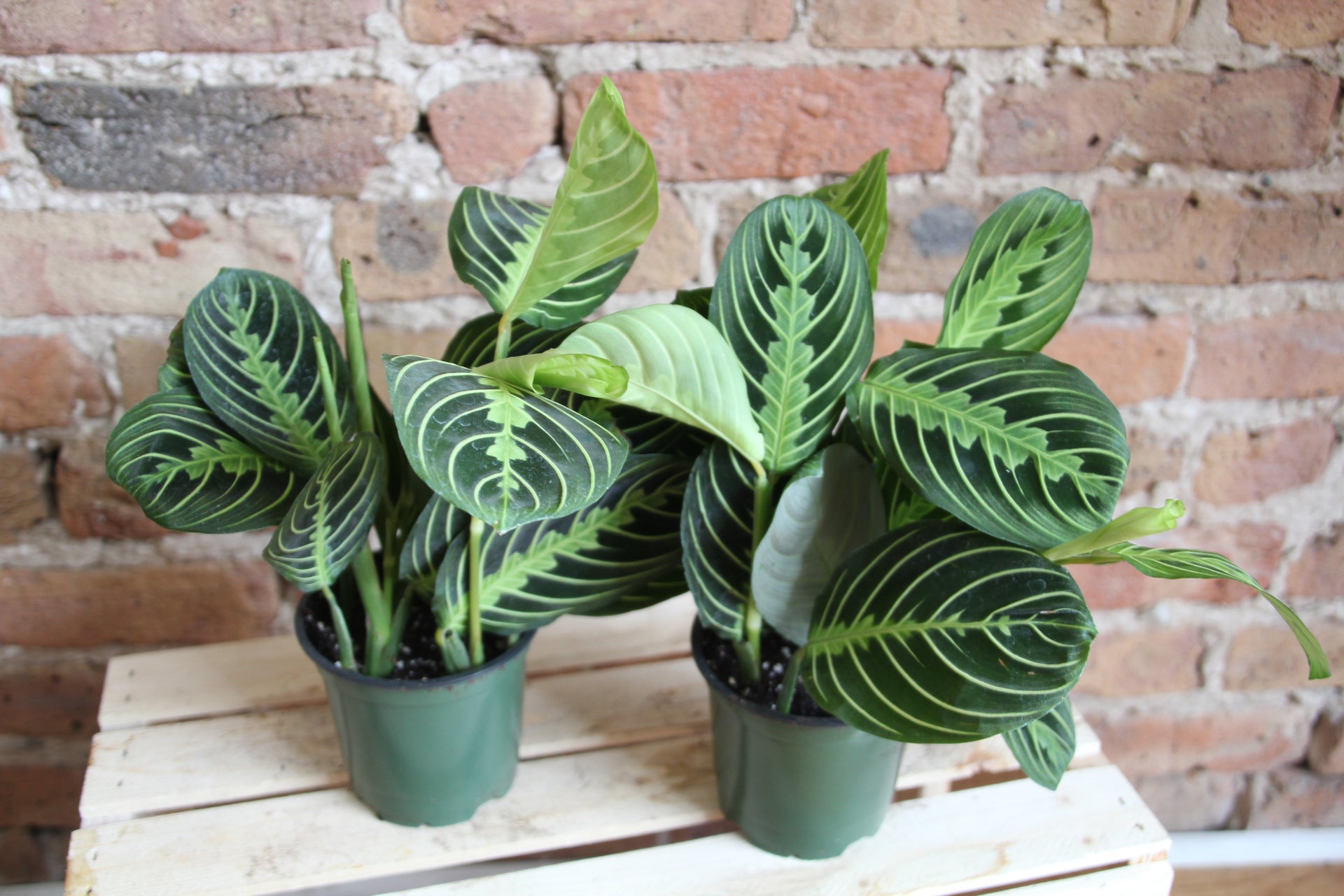 Maranta 'Prayer Plant' Lemon Lime – Chicago Plants