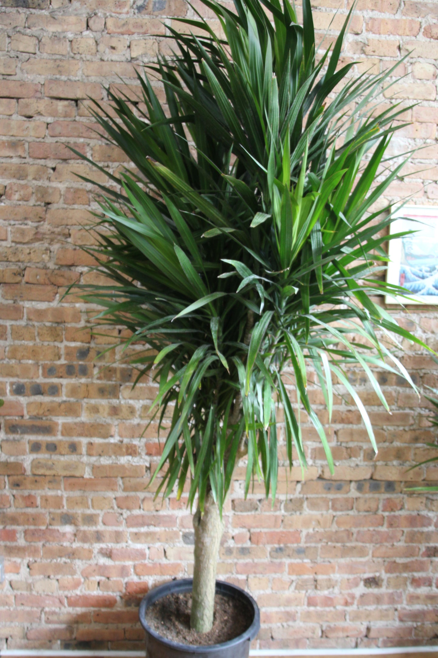Dracaena Tarzan Tree