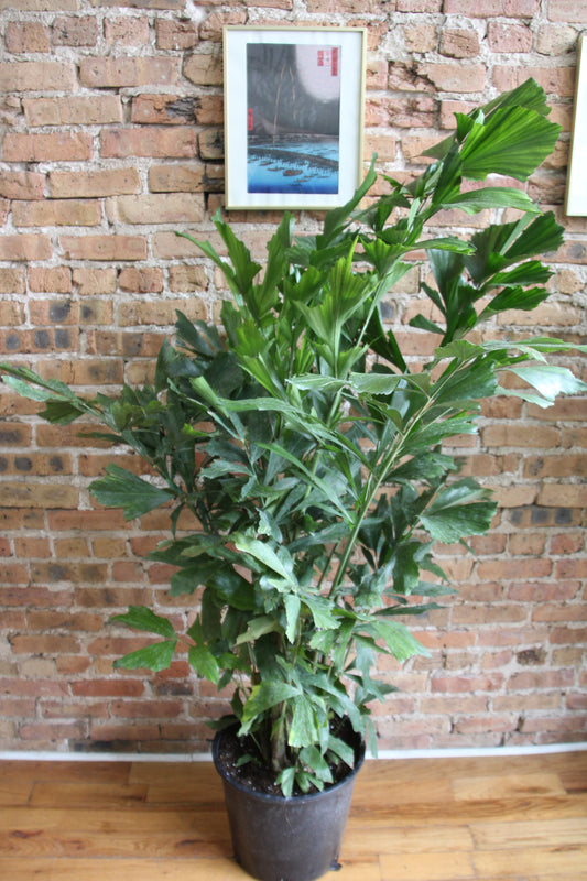 Fishtail Palm